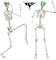 6FT/185cm Life Size Skeleton Halloween Decor, Posable Poseable Human Skeleton, Full Size Skeleton with Posable Joints Glowing Eyes Skeleton for Halloween Party Outdoor Haunted House Decor